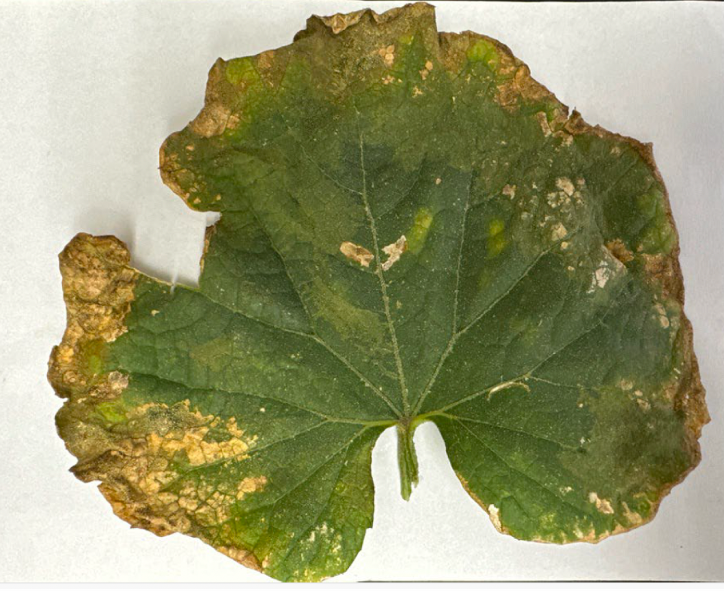 Splotchy and yellowed, crust cucumber leaf.
